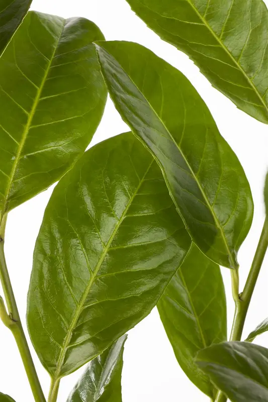 Prunus laur. 'Rotundifolia' 60- 80   C5 - afbeelding 1