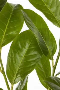 Prunus laur. 'Rotundifolia' 60- 80   C5 - afbeelding 1