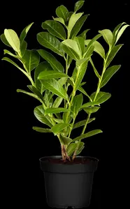 Rotundifolia - afbeelding 2
