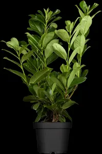 Rotundifolia - afbeelding 5