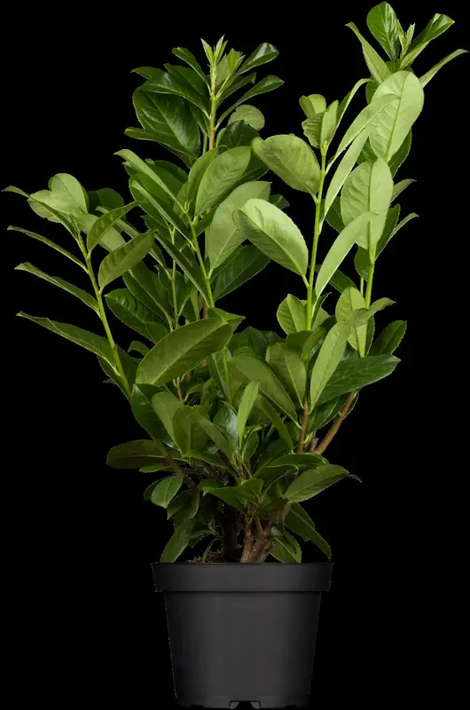 Rotundifolia - afbeelding 1