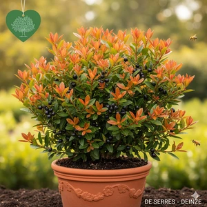 Prunus laurocerasus 'Bonaparte'®  (60- 80)