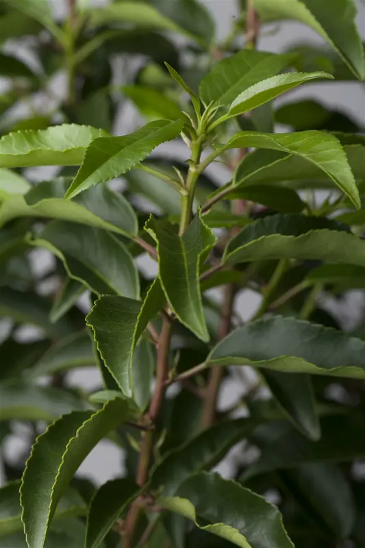 Prunus lusitanica 120- +    C BOL - afbeelding 3