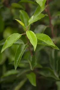 Prunus lusitanica 80-100   C5 - afbeelding 5