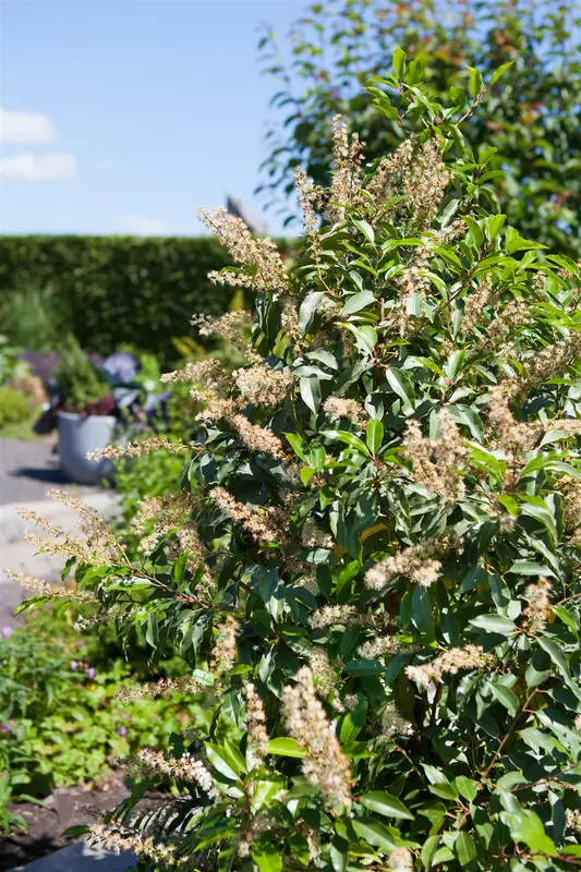 prunus lusitanica (80-100cm) - afbeelding 1