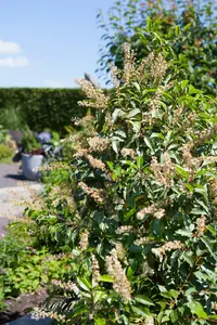 prunus lusitanica (80-100cm) - afbeelding 1