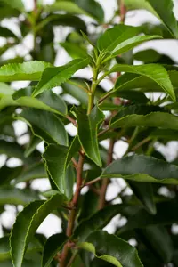 prunus lusitanica (80-100cm) - afbeelding 4