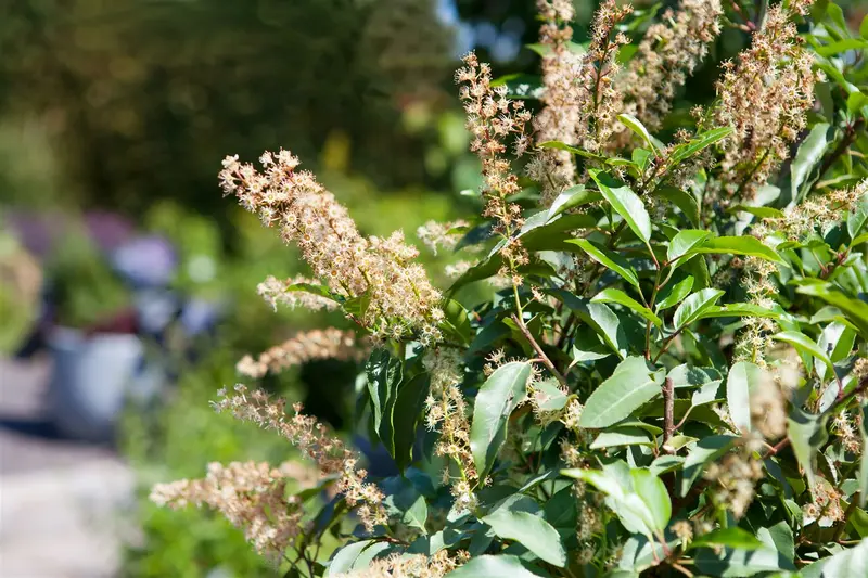prunus lusitanica (80-100cm) - afbeelding 2