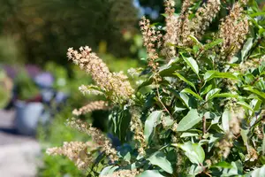 prunus lusitanica (80-100cm) - afbeelding 2