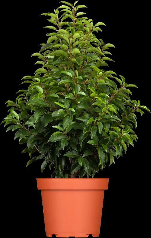 prunus lusitanica (80-100cm) - afbeelding 5