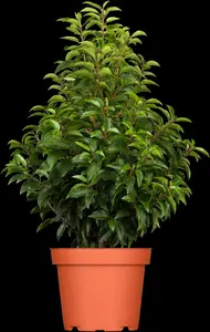 prunus lusitanica (80-100cm) - afbeelding 5