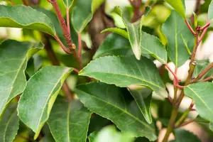 Prunus lusitanica 'Angustifolia' 10/12 HO C - afbeelding 5