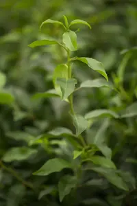 Angustifolia - afbeelding 3