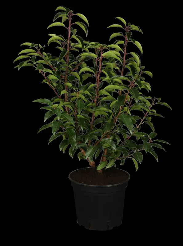 Angustifolia - afbeelding 2