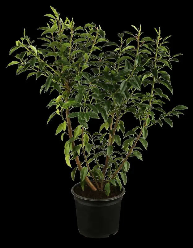 Angustifolia - afbeelding 1