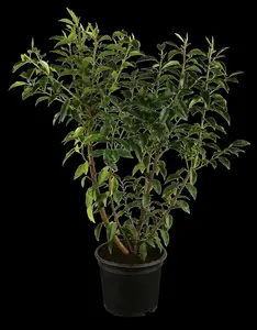 Angustifolia - afbeelding 1