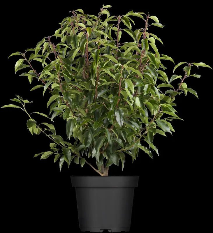 Angustifolia - afbeelding 4