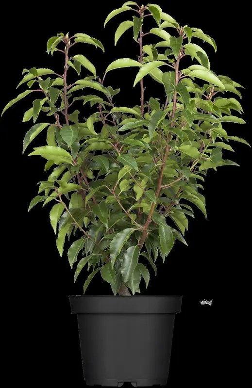 Angustifolia - afbeelding 5