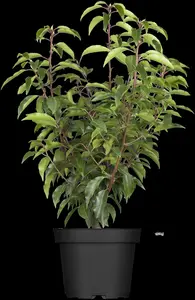 Angustifolia - afbeelding 5