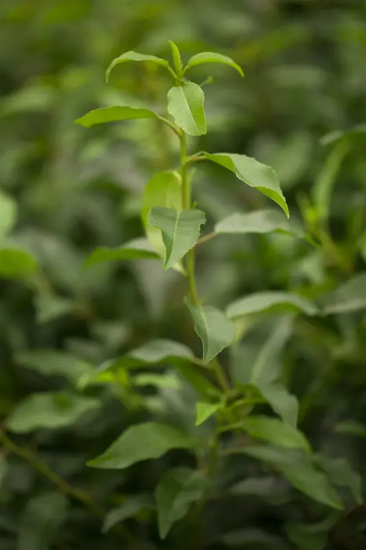 prunus lusitanica 'angustifolia' 12/14 C55 - afbeelding 3