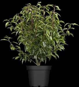 prunus lusitanica 'angustifolia' 12/14 C55 - afbeelding 4