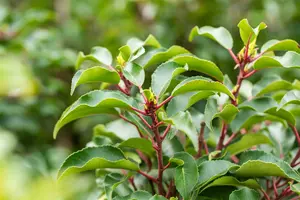 Prunus lusitanica 'Brenelia'® 10/12 HO C