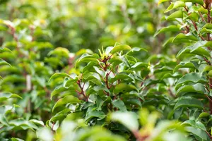 Prunus lusitanica 'Brenelia'® 10/12 HO C - afbeelding 2