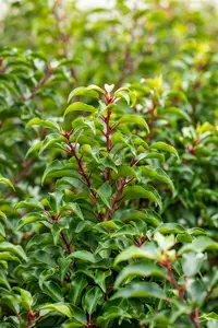 Prunus lusitanica 'Brenelia'® 10/12 HO C30 VRGL - afbeelding 4