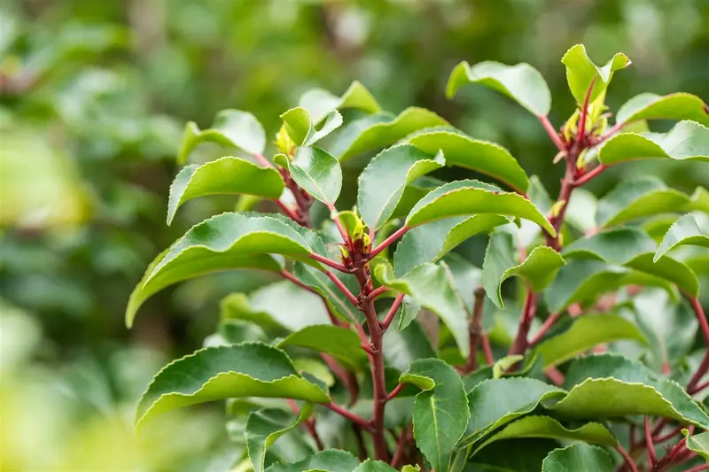 Prunus lusitanica 'Brenelia'® 40- 50   C - afbeelding 1