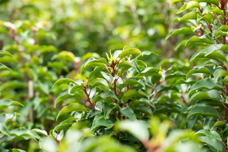 Prunus lusitanica 'Brenelia'® 40- 50   C - afbeelding 2