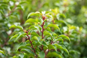 Prunus lusitanica 'Brenelia'® 40- 50   C - afbeelding 3