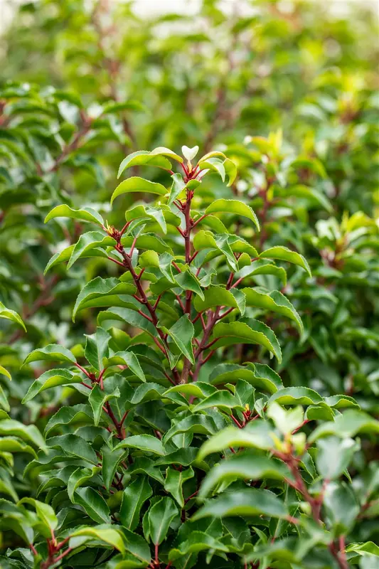 Prunus lusitanica 'Brenelia'® 8/10 HO C30 VRGL - afbeelding 4