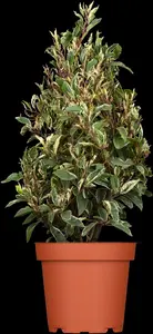 prunus lusitanica 'variegata' (60- 80cm) - afbeelding 3