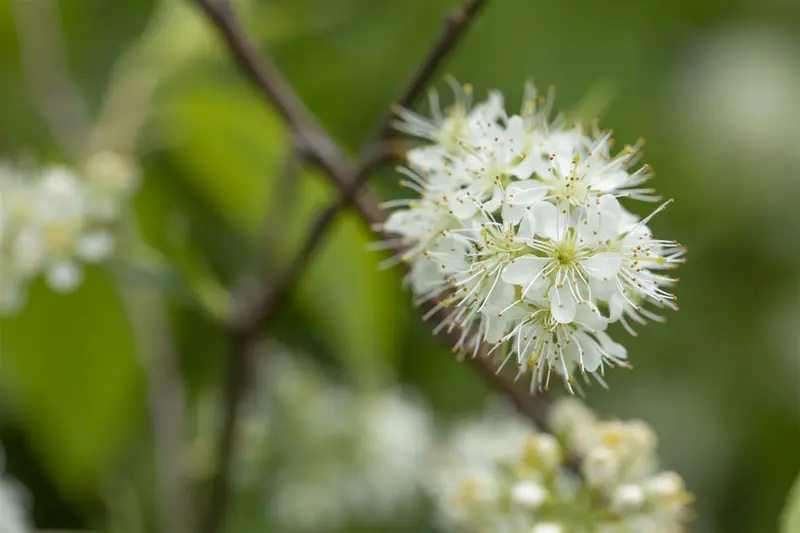 prunus maackii 'amber beauty' (250-300 cm) - afbeelding 1