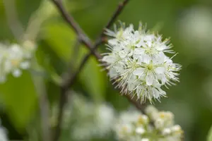 prunus maackii 'amber beauty' (250-300 cm) - afbeelding 2