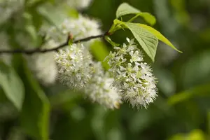 prunus maackii 'amber beauty' (250-300 cm) - afbeelding 2