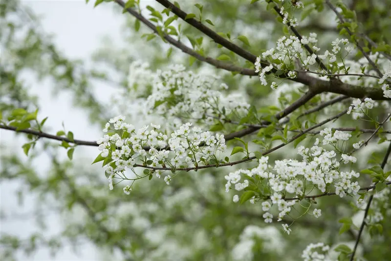 Prunus mahaleb 200-250   DKL MRST - afbeelding 3