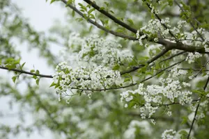 Prunus mahaleb 200-250   DKL MRST - afbeelding 3