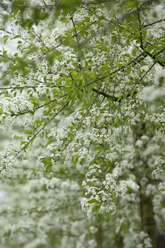 prunus mahaleb (60- 90cm) - afbeelding 2