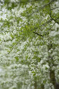 prunus mahaleb (60- 90cm) - afbeelding 2