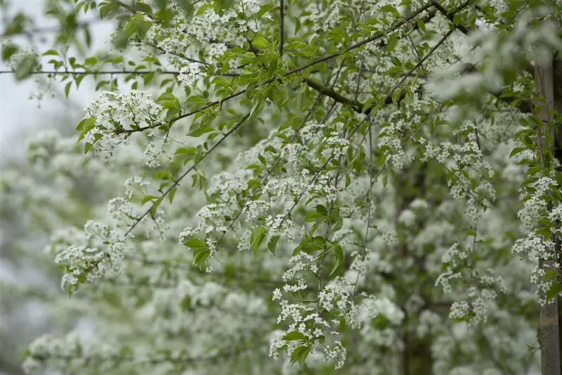 prunus mahaleb (60- 90cm) - afbeelding 4