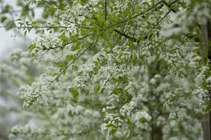 prunus mahaleb (60- 90cm) - afbeelding 4