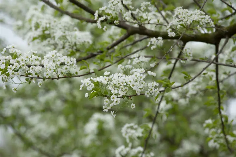 prunus mahaleb (90-120 cm) - afbeelding 1