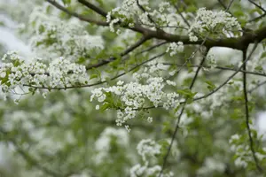 prunus mahaleb (90-120 cm) - afbeelding 5