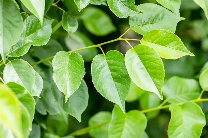 prunus mahaleb (90-120 cm) - afbeelding 5