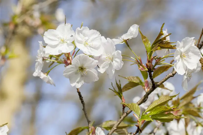 Prunus 'Mieke' 250-300 C90 MRST - afbeelding 5