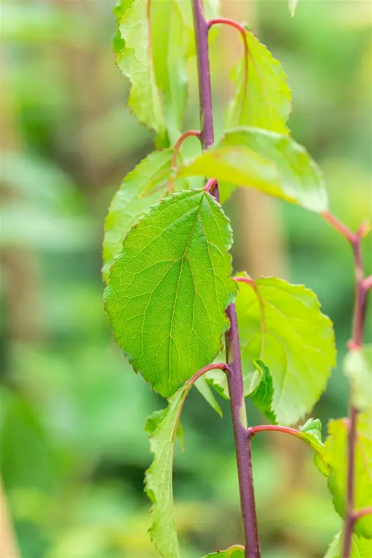 Prunus mume 'Beni-chi-dori' 150-175   C25 - afbeelding 3