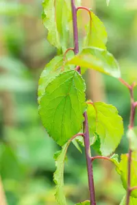 Prunus mume 'Beni-chi-dori' 150-175   C25 - afbeelding 3