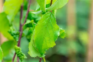 Prunus mume 'Beni-chi-dori' 150-175   C25