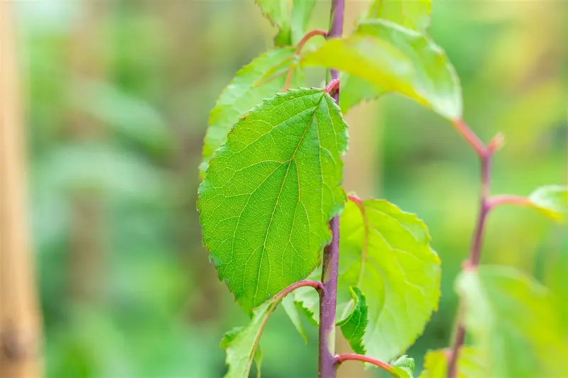 Prunus mume 'Beni-chi-dori' 150-175   C25 - afbeelding 2